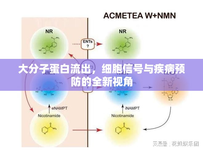 大分子蛋白流出，細(xì)胞信號與疾病預(yù)防的全新視角