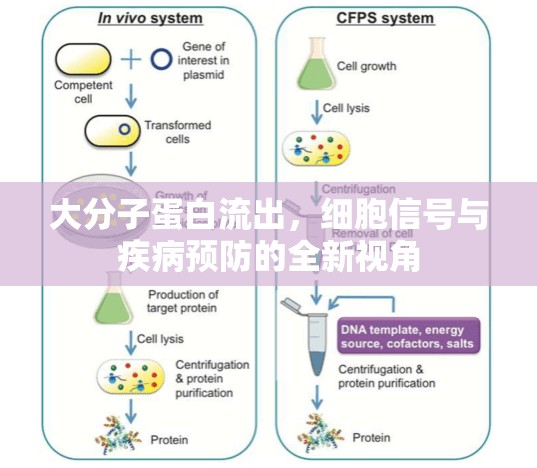 大分子蛋白流出，細(xì)胞信號與疾病預(yù)防的全新視角