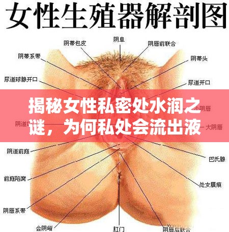 揭秘女性私密處水潤之謎，為何私處會流出液體？