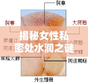 揭秘女性私密處水潤之謎，為何私處會流出液體？
