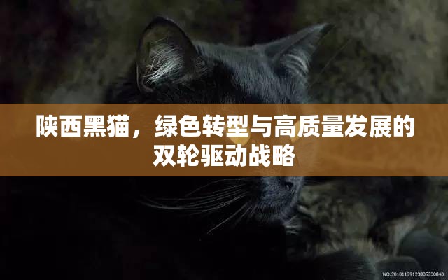 陜西黑貓，綠色轉(zhuǎn)型與高質(zhì)量發(fā)展的雙輪驅(qū)動戰(zhàn)略