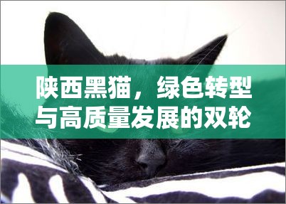 陜西黑貓，綠色轉(zhuǎn)型與高質(zhì)量發(fā)展的雙輪驅(qū)動戰(zhàn)略