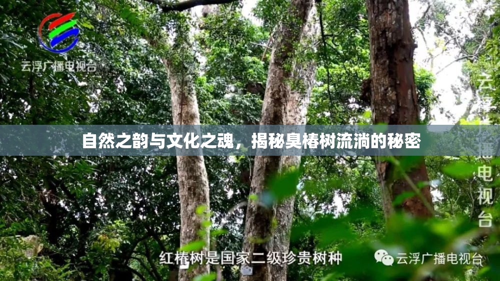 自然之韻與文化之魂，揭秘臭椿樹流淌的秘密