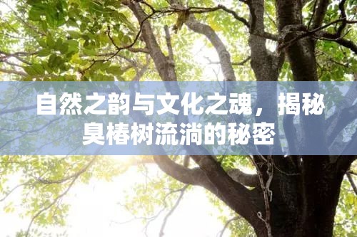 自然之韻與文化之魂，揭秘臭椿樹流淌的秘密