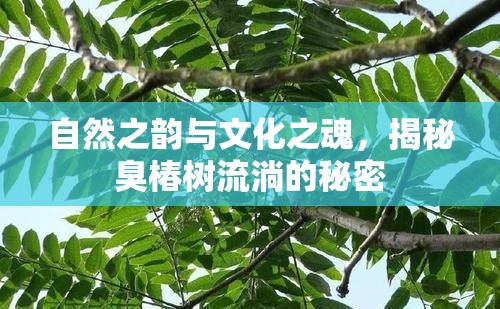 自然之韻與文化之魂，揭秘臭椿樹流淌的秘密