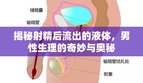 揭秘射精后流出的液體，男性生理的奇妙與奧秘