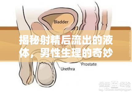 揭秘射精后流出的液體，男性生理的奇妙與奧秘