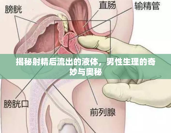 揭秘射精后流出的液體，男性生理的奇妙與奧秘