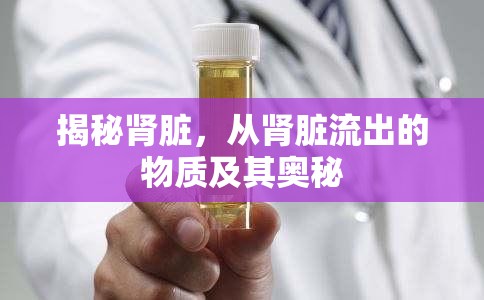 揭秘腎臟，從腎臟流出的物質(zhì)及其奧秘