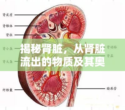 揭秘腎臟，從腎臟流出的物質(zhì)及其奧秘