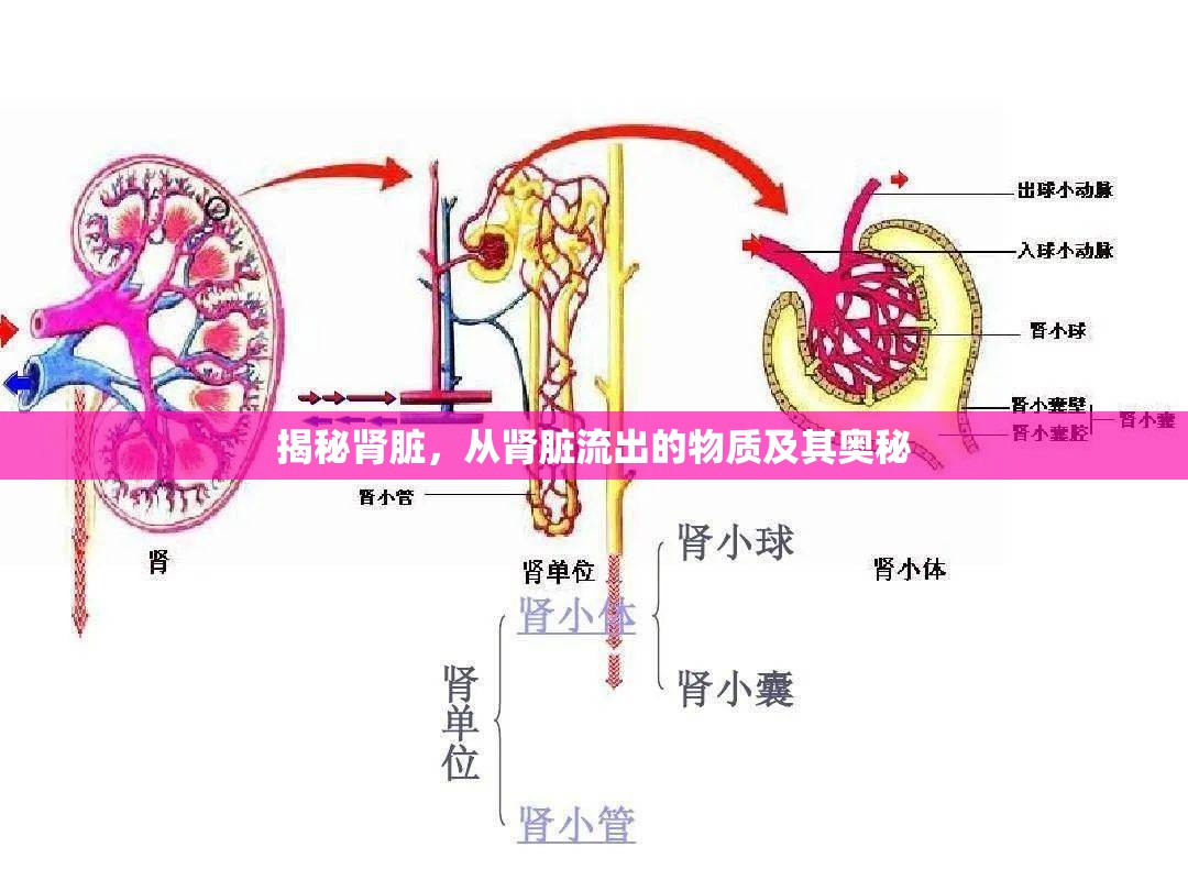 揭秘腎臟，從腎臟流出的物質(zhì)及其奧秘
