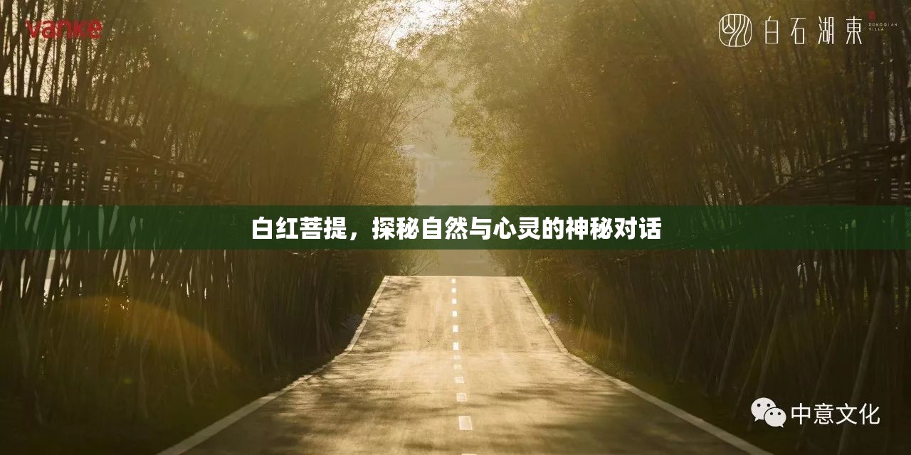 白紅菩提，探秘自然與心靈的神秘對(duì)話