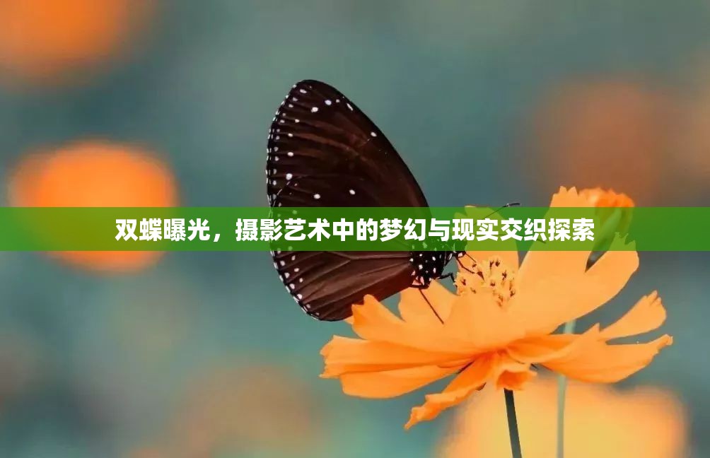 雙蝶曝光，攝影藝術(shù)中的夢(mèng)幻與現(xiàn)實(shí)交織探索