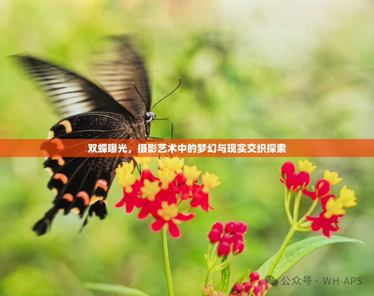 雙蝶曝光，攝影藝術(shù)中的夢(mèng)幻與現(xiàn)實(shí)交織探索