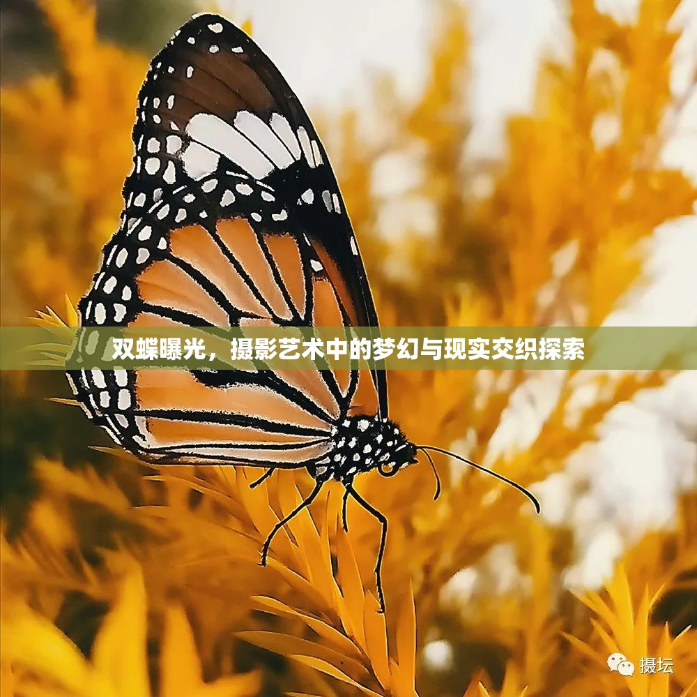 雙蝶曝光，攝影藝術(shù)中的夢(mèng)幻與現(xiàn)實(shí)交織探索