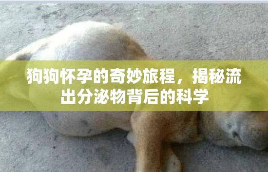 狗狗懷孕的奇妙旅程，揭秘流出分泌物背后的科學(xué)