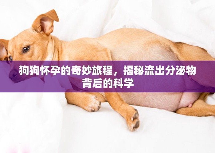 狗狗懷孕的奇妙旅程，揭秘流出分泌物背后的科學(xué)