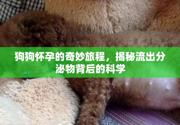 狗狗懷孕的奇妙旅程，揭秘流出分泌物背后的科學(xué)