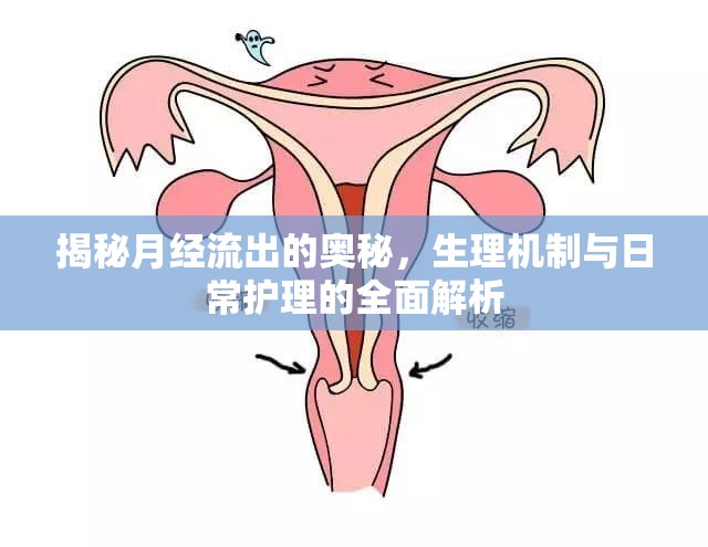 揭秘月經(jīng)流出的奧秘，生理機(jī)制與日常護(hù)理的全面解析