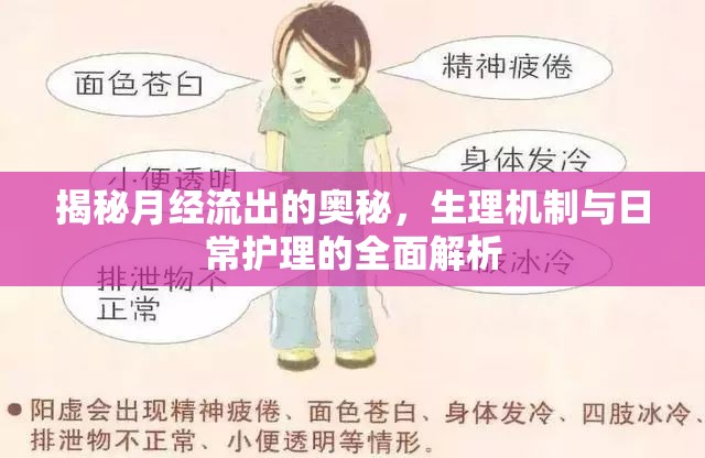 揭秘月經(jīng)流出的奧秘，生理機(jī)制與日常護(hù)理的全面解析