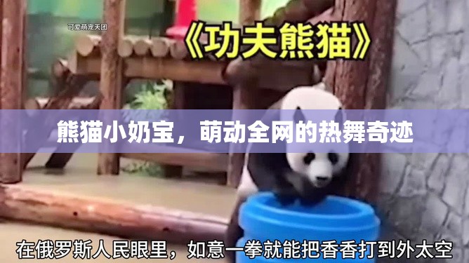 熊貓小奶寶，萌動全網(wǎng)的熱舞奇跡