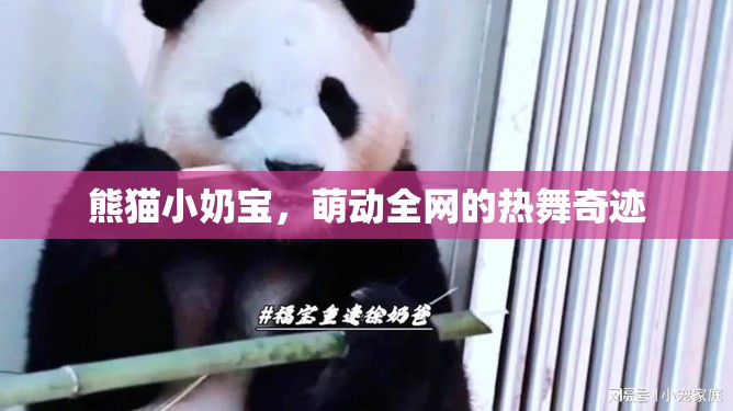 熊貓小奶寶，萌動全網(wǎng)的熱舞奇跡