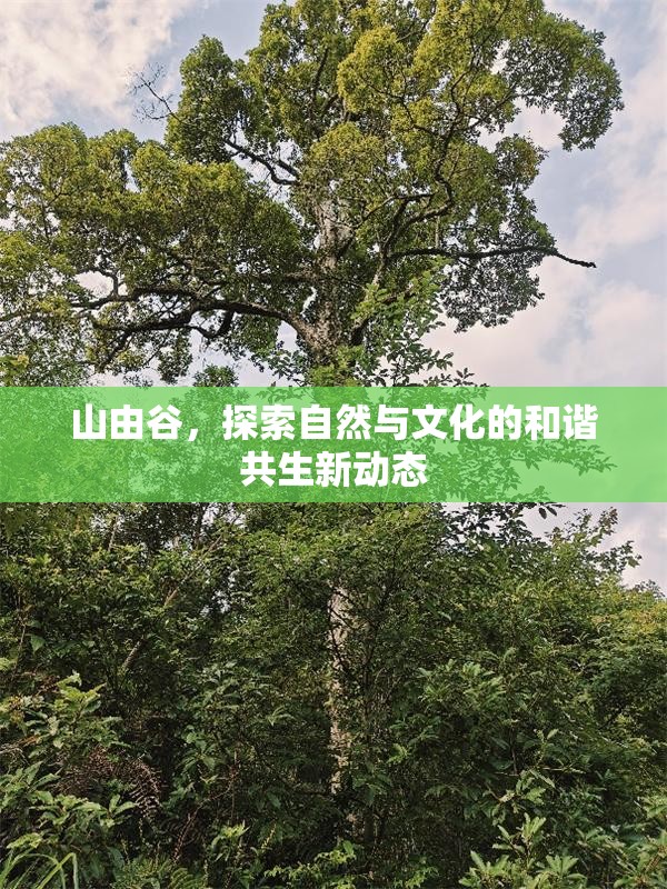 山由谷，探索自然與文化的和諧共生新動態(tài)