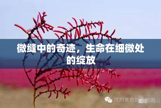 微縫中的奇跡，生命在細(xì)微處的綻放