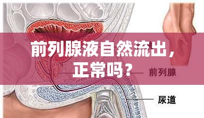 前列腺液自然流出，正常嗎？