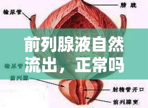 前列腺液自然流出，正常嗎？