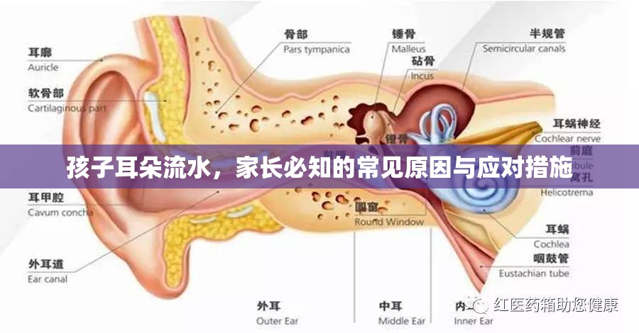 孩子耳朵流水，家長必知的常見原因與應對措施