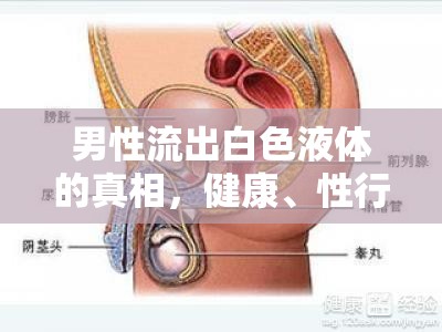 男性流出白色液體的真相，健康、性行為與日常生活的解讀
