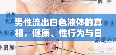 男性流出白色液體的真相，健康、性行為與日常生活的解讀