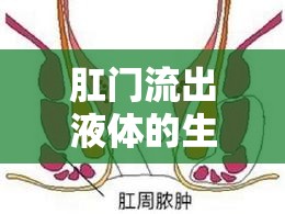 肛門流出液體的生理與健康全面解析