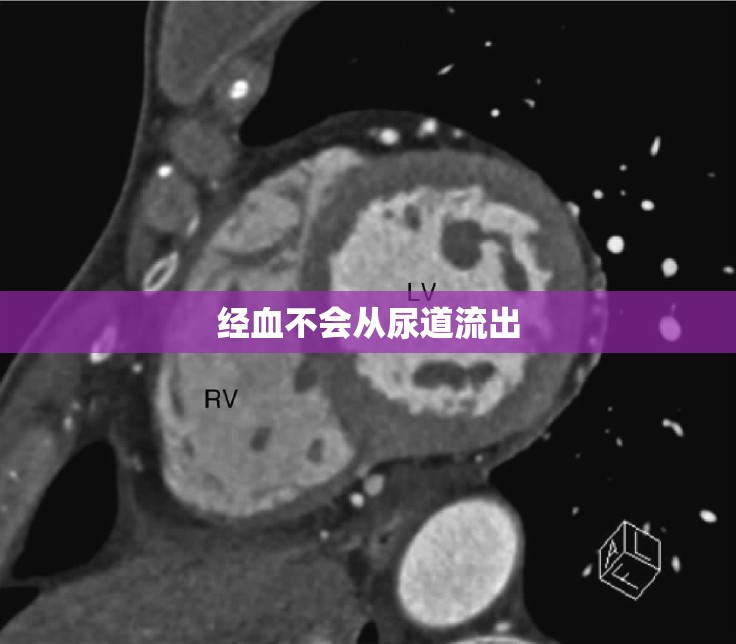經(jīng)血不會從尿道流出