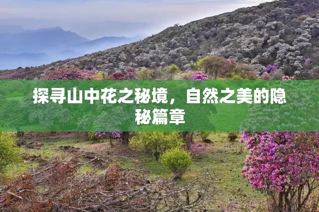 探尋山中花之秘境，自然之美的隱秘篇章