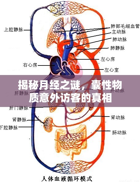 揭秘月經(jīng)之謎，囊性物質(zhì)意外訪客的真相