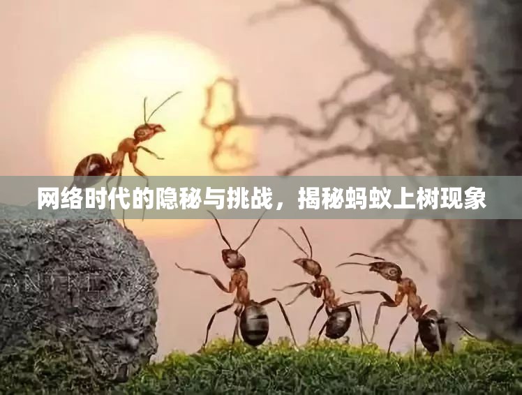 網(wǎng)絡(luò)時代的隱秘與挑戰(zhàn)，揭秘螞蟻上樹現(xiàn)象
