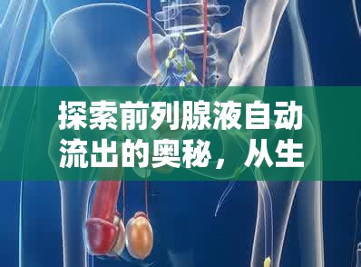 探索前列腺液自動流出的奧秘，從生理現(xiàn)象到健康管理