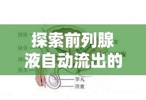 探索前列腺液自動流出的奧秘，從生理現(xiàn)象到健康管理