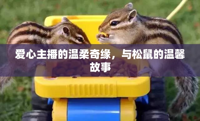 愛心主播的溫柔奇緣，與松鼠的溫馨故事