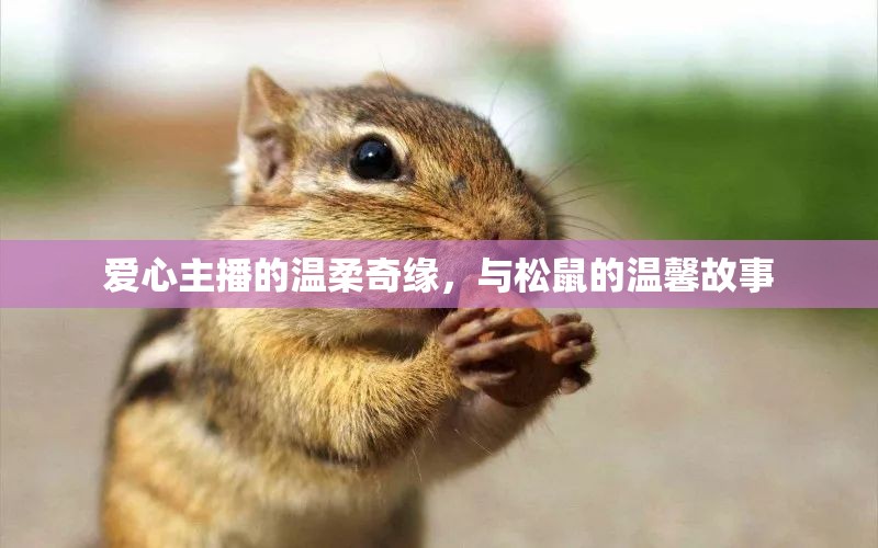 愛心主播的溫柔奇緣，與松鼠的溫馨故事