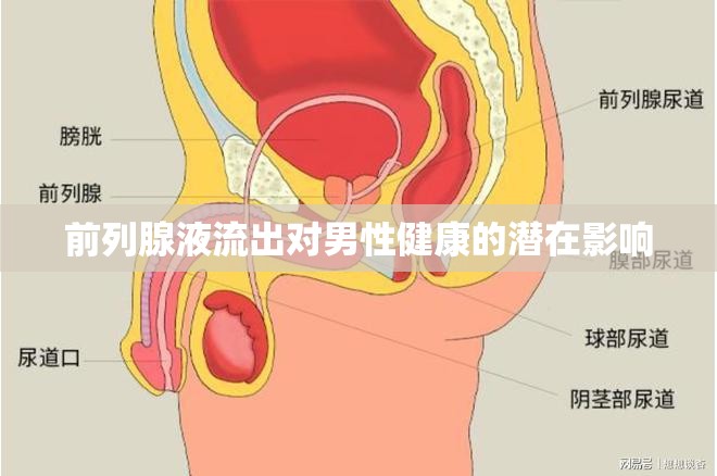 前列腺液流出對(duì)男性健康的潛在影響