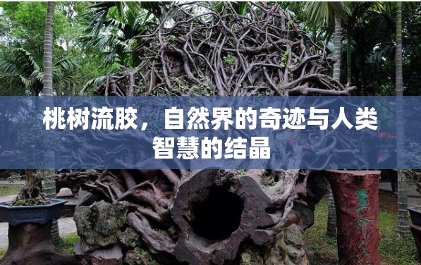 桃樹流膠，自然界的奇跡與人類智慧的結(jié)晶