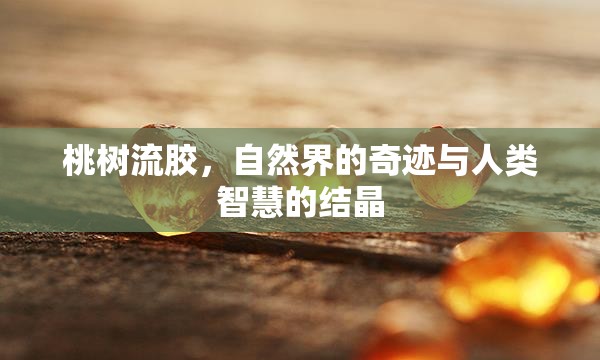 桃樹流膠，自然界的奇跡與人類智慧的結(jié)晶