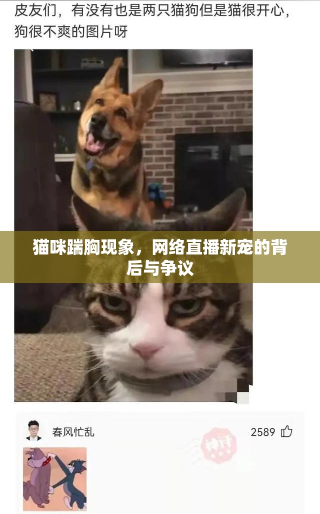 貓咪踹胸現(xiàn)象，網(wǎng)絡(luò)直播新寵的背后與爭(zhēng)議