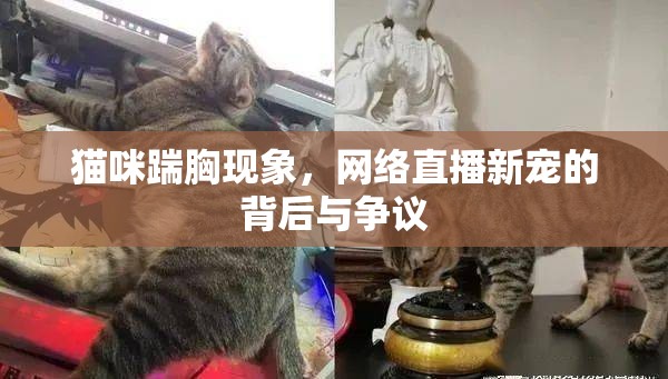 貓咪踹胸現(xiàn)象，網(wǎng)絡(luò)直播新寵的背后與爭(zhēng)議