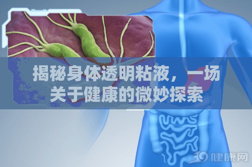 揭秘身體透明粘液，一場關(guān)于健康的微妙探索