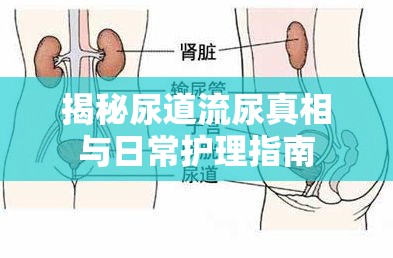 揭秘尿道流尿真相與日常護理指南