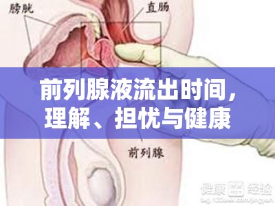 前列腺液流出時間，理解、擔(dān)憂與健康管理